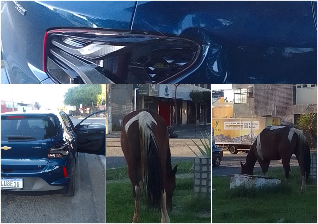 Cavalo solto causa acidente e prejuízo a motorista em Patos