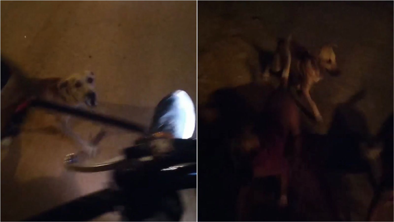 Em vídeo, motoboy relata problemática com ataques de cães de rua durante entregas no bairro Novo Horizonte. CONFIRA