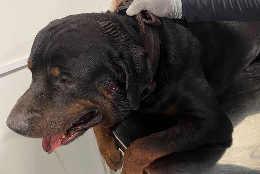 Lamentável: Cachorro é resgatado pelo Corpo de Bombeiros após ser baleado durante tiroteio, em João Pessoa