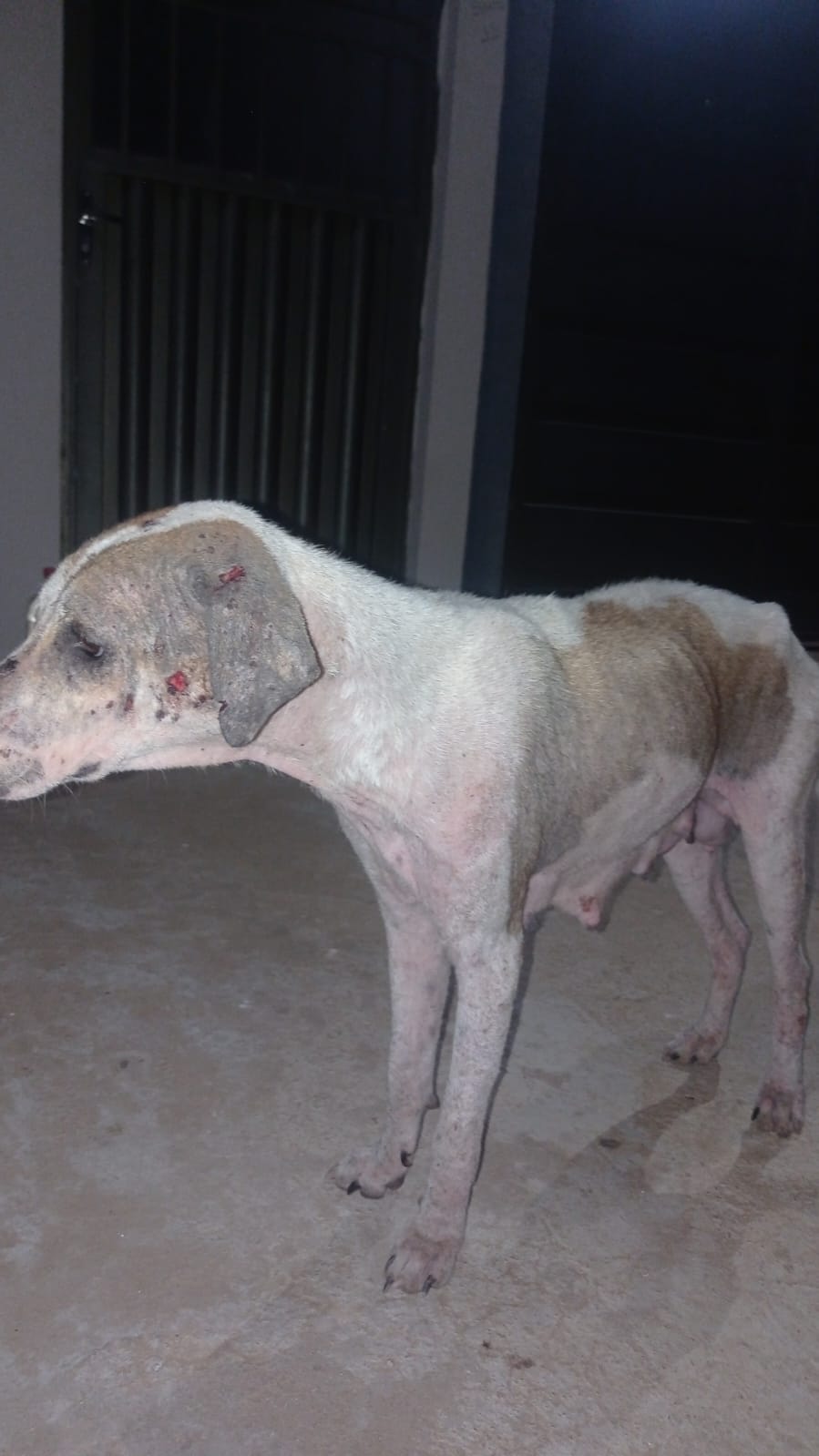 Internauta procura Patosonline.com e pede ajuda para cadela com filhotes em sua rua, aparentando estar com Calazar