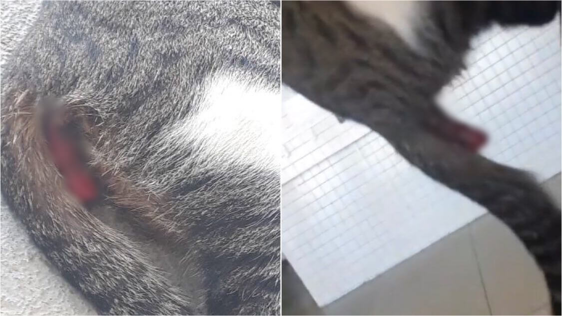 Internauta pede ajuda para gatinha de rua que fica no Rodoshopping e está com ferimentos na região do ânus