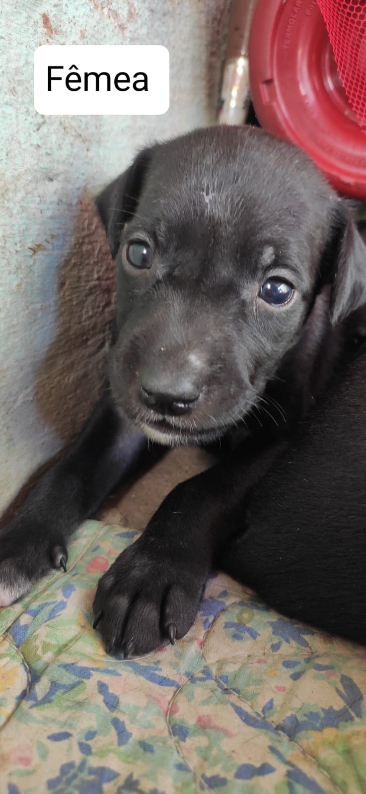 Em Patos: Cuidadora de animais procura lar para 10 filhotes de cadela, sendo 5 machos e 5 fêmeas