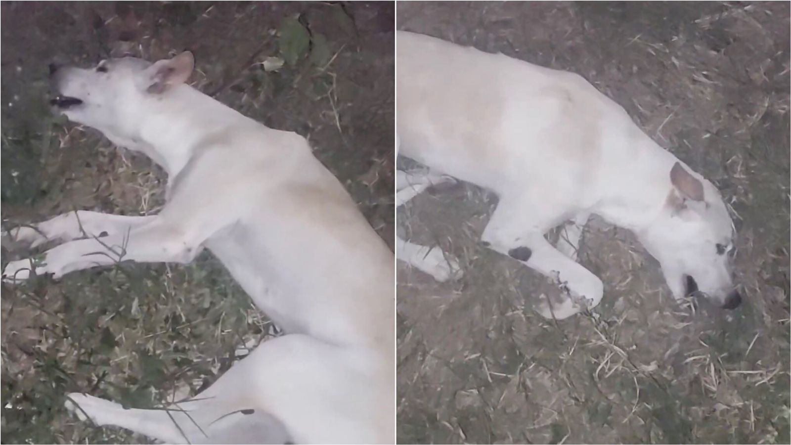 Internauta pede ajuda para cão de rua que está agonizando no Conjunto Itatiunga, em Patos; veja vídeo