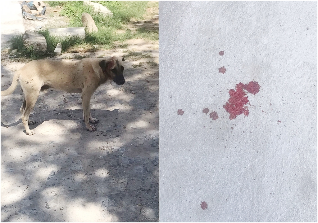Patoenses pedem ajuda para mais um cachorro que está agonizando pelas ruas da cidade 