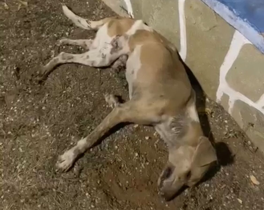 Mais um caso de envenenamento de cão de rua é registrado no bairro da Maternidade, em Patos; veja vídeo