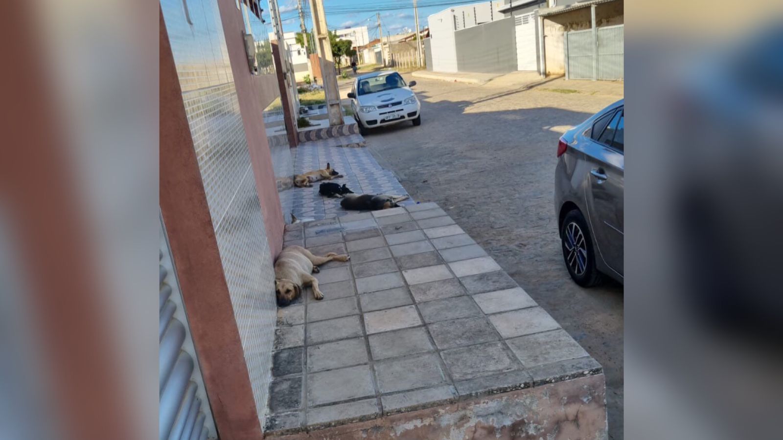 Moradora da Rua Antônio Martins Filho, no bairro Salgadinho, relata dificuldades enfrentadas com presença de cachorros soltos nas ruas