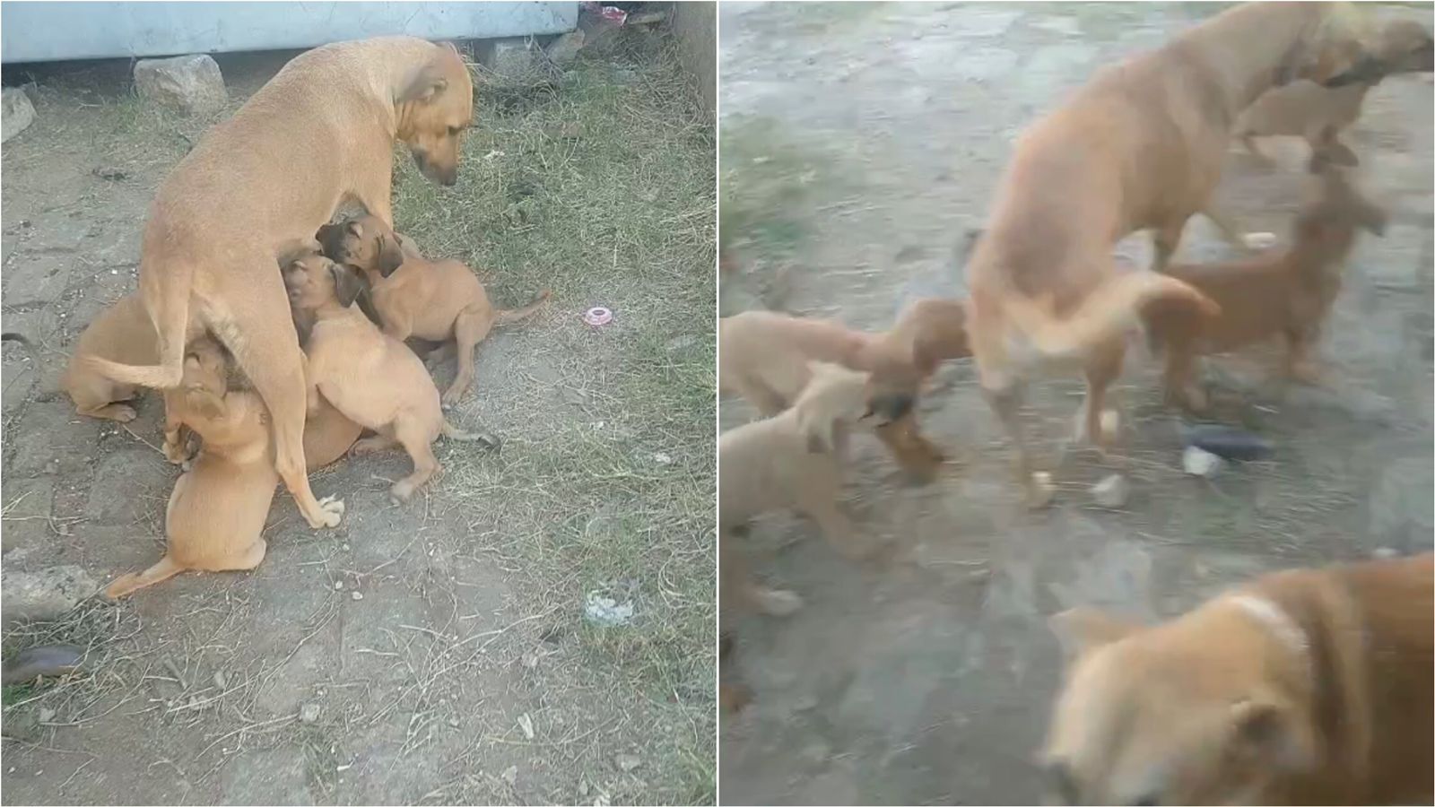 Internauta faz apelo para ajudar cães abandonados na Rua Leda Ramalho, bairro Noé Trajano, em Patos