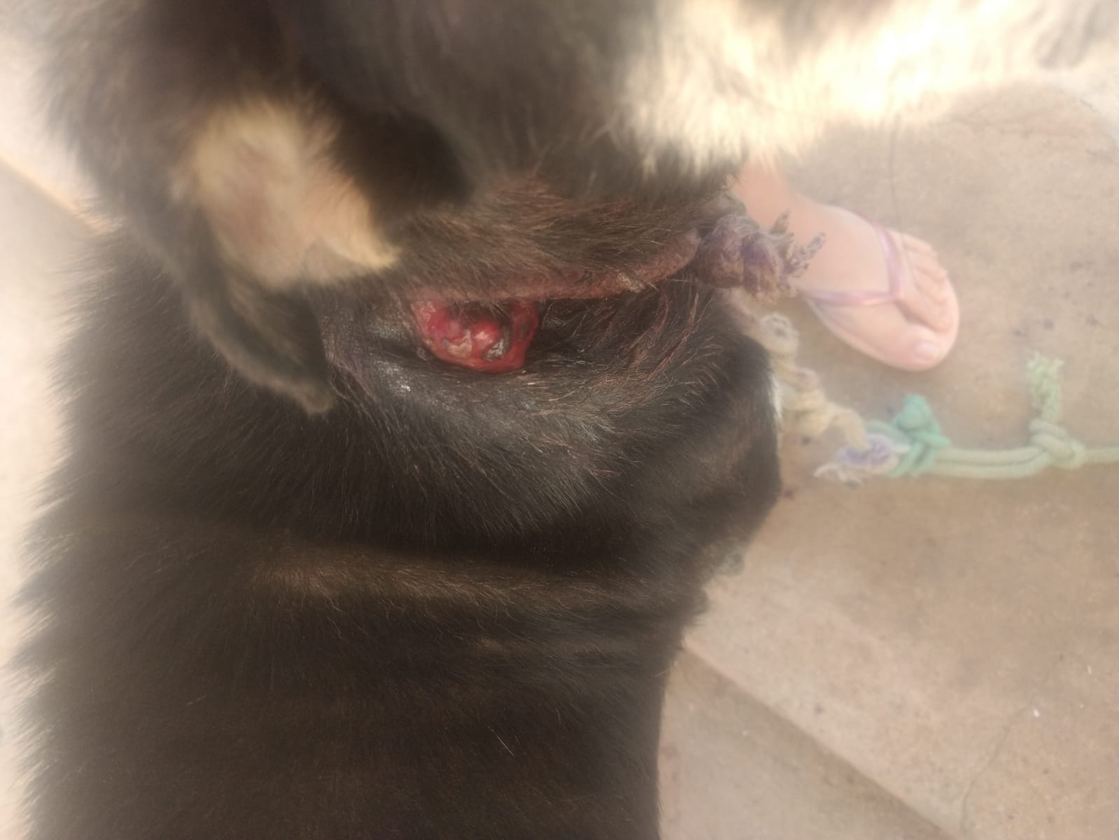 Cidadã pede ajuda para cão de rua que necessita de cirurgia, no bairro Sete Casas, em Patos