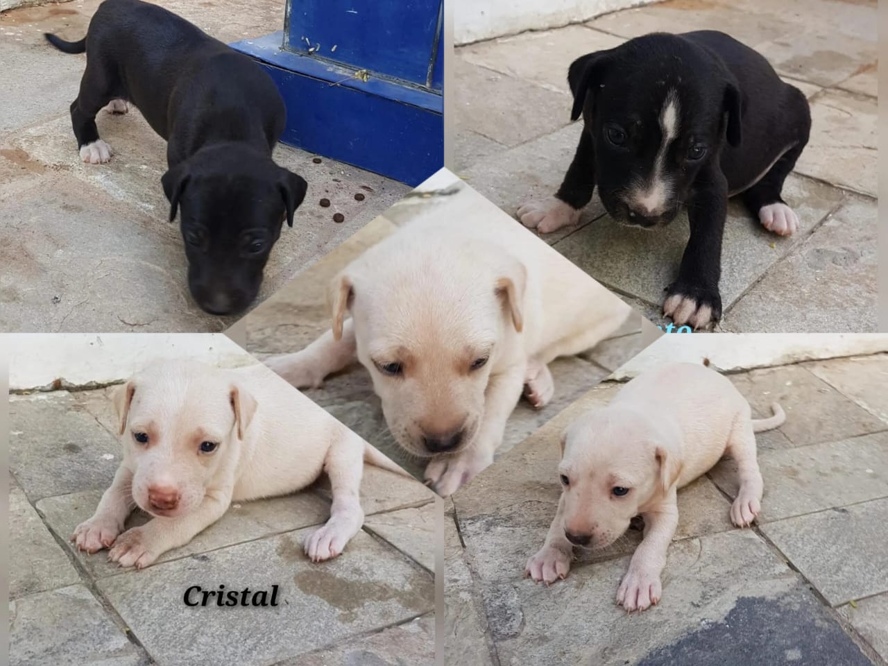 Internauta pede ajuda para encontrar lares amorosos para filhotes de cadela prontos para adoção, em Patos. Veja as fotos