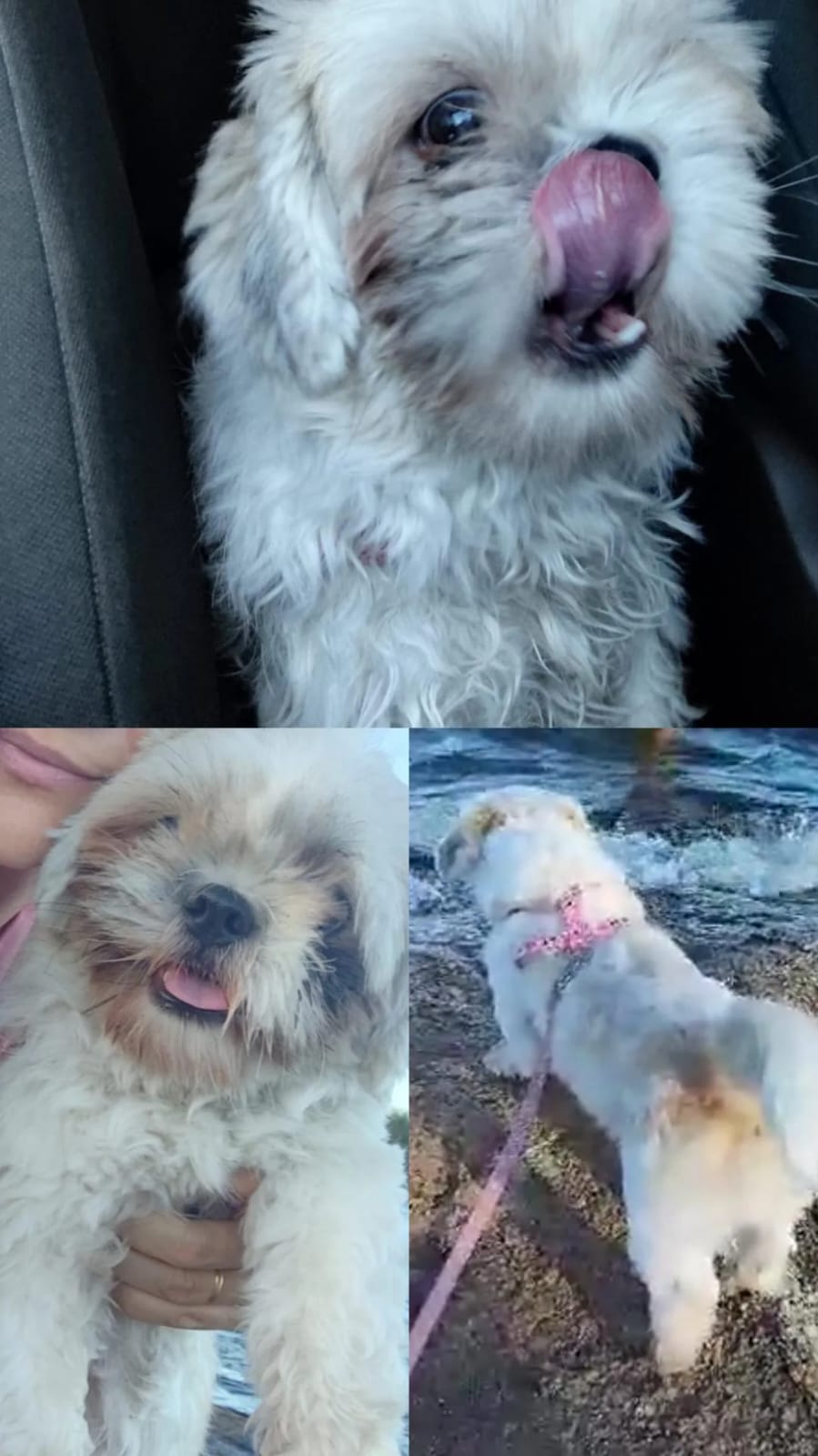 Família procura cadela de estimação desaparecida na manhã deste sábado (05), no bairro Santo Antônio, em Patos