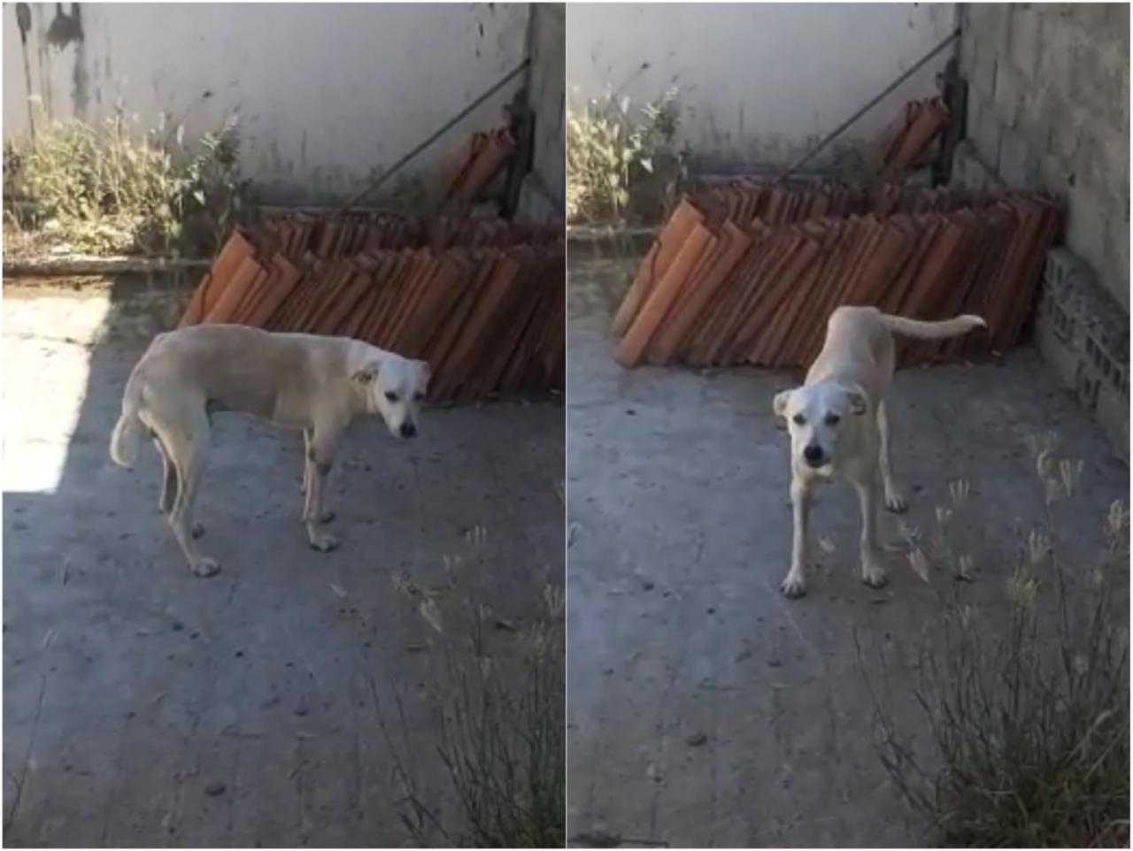 Após resgate, tratamento e castração por ONG Adota Patos, animal do Conjunto Itatiunga que estava agonizando será devolvido à comunidade