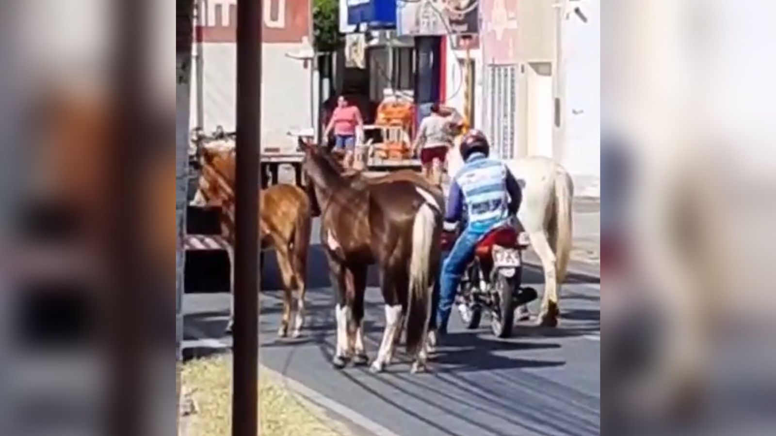 Internauta flagra animais soltos e caminhando ao lado de veículos na Avenida Manoel Mota, no bairro Jatobá, em Patos; veja vídeo