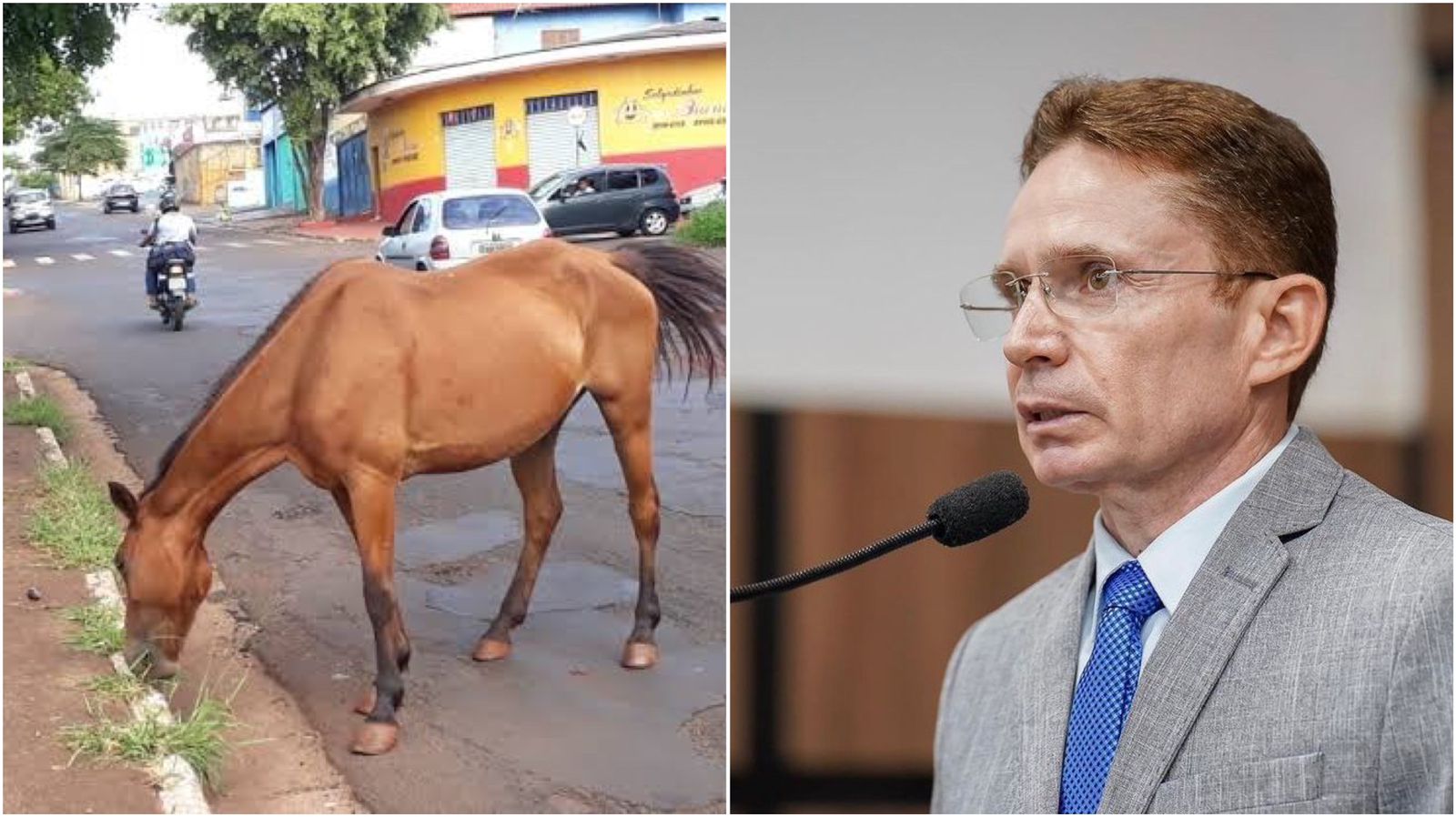 Vereador líder do Prefeito comenta medidas da gestão para recolhimento de animais de grande porte em Patos