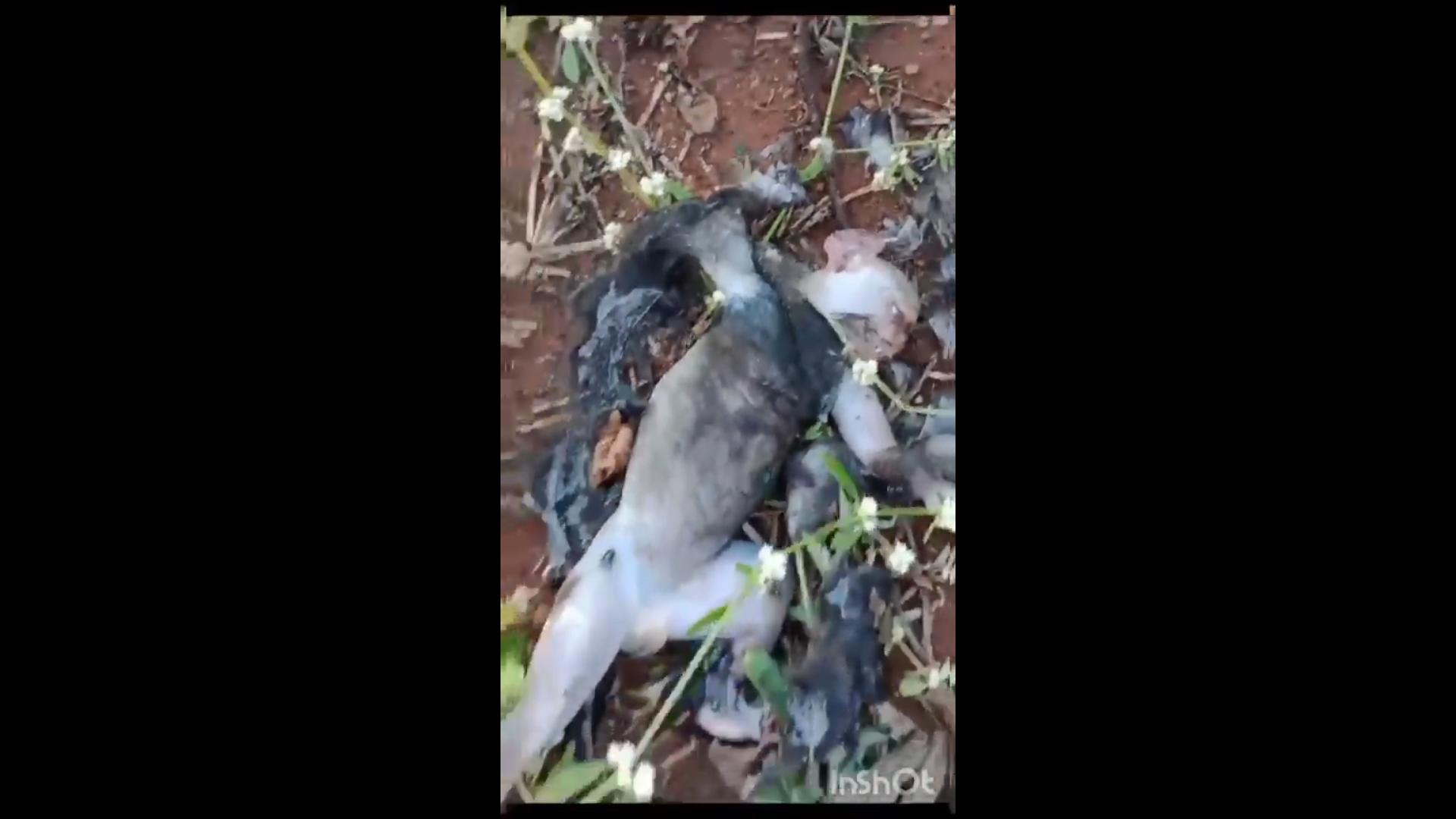 Vizinho à região de Cajazeiras, agricultor encontra animal morto e diz que pode ser lobisomem