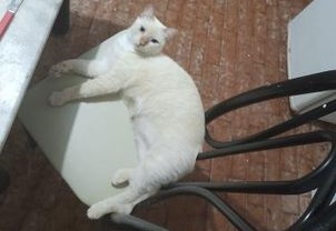 Mulher procura gata de estimação que está desaparecida em Patos