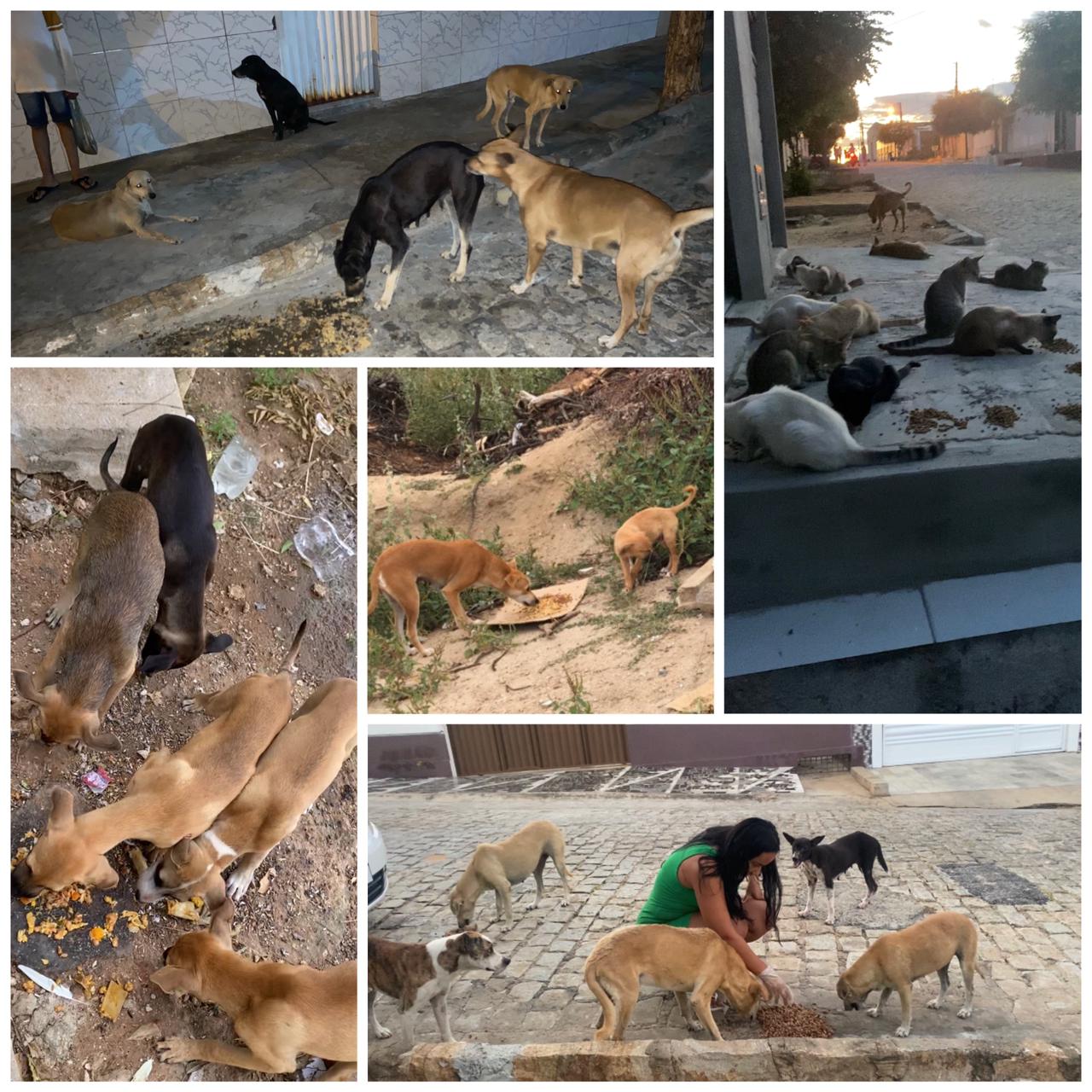 Jovem patoense se destaca por trabalho voluntário para cuidar de cães de rua no bairro Bivar Olinto e busca ajuda