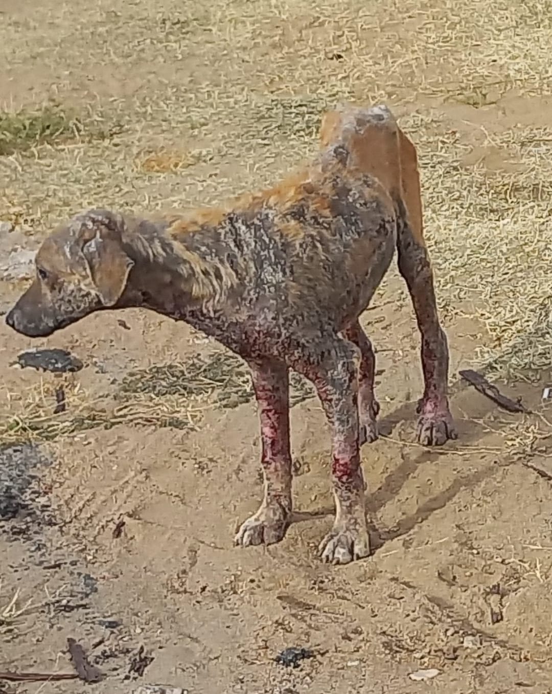Internauta faz apelo para resgate de cão de rua bastante debilitado no bairro Noé Trajano, em Patos