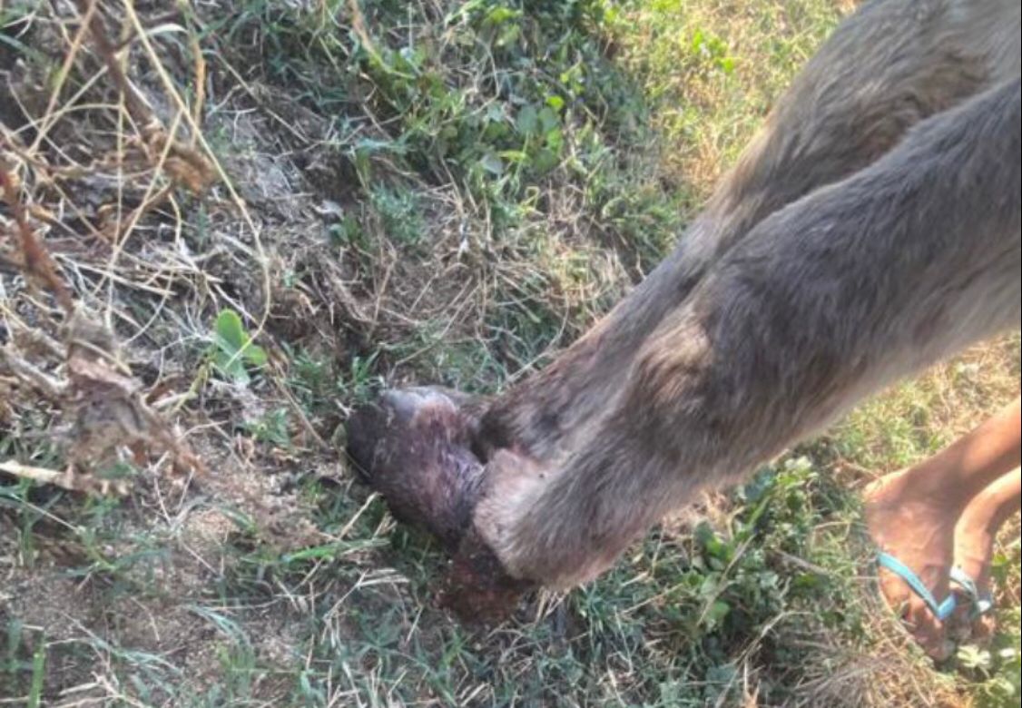 Um dia após cães atacarem e matarem filhote de égua, jumento fica com a pata quebrada ao fugir de ataque dos animais, no Centro de Patos