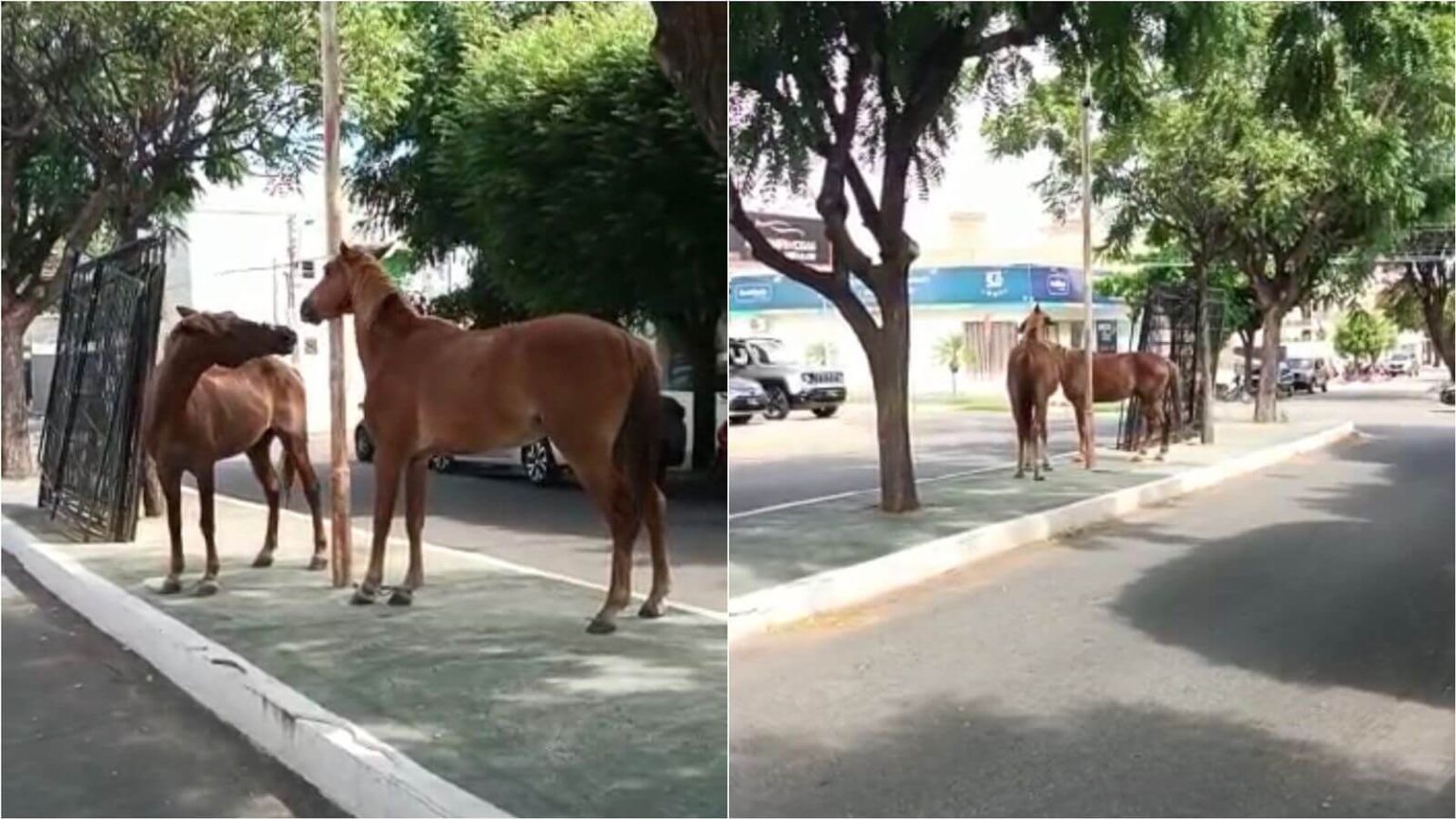 Promotor aborda o recolhimento de animais de grande porte na cidade de Patos em parceria com a PRF