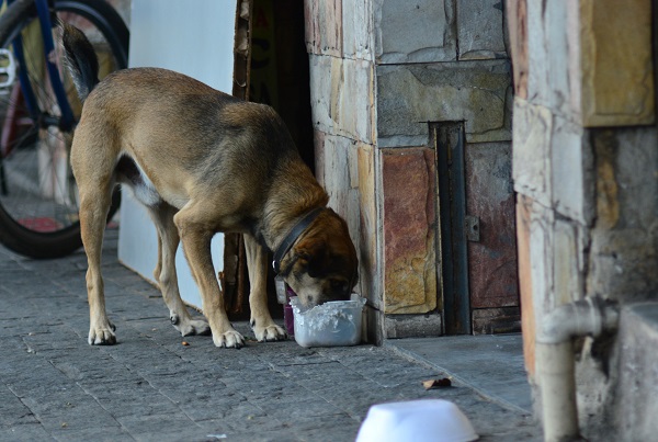 Estudos revelam mais de 80,5 mil cães e gatos abandonados na Paraíba