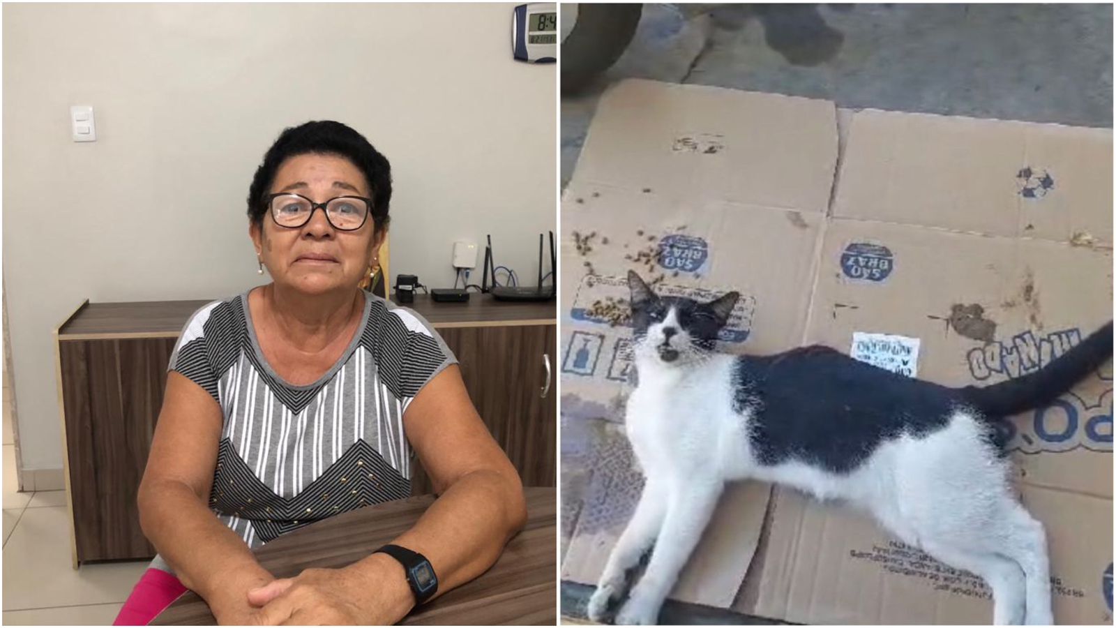 Moradora da Rua Padre Anchieta procura Rádio Espinharas e faz apelo após perder gata em ataques de animais de rua em Patos