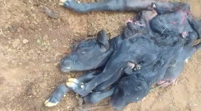 Vaca dá à luz bezerro com três cabeças e oito pernas em fazenda no Sertão de Pernambuco