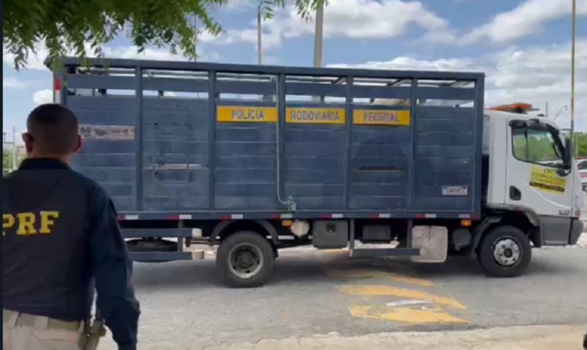 Polícia Rodoviária Federal realiza apreensões de animais em operação nas BRs entre Patos e Pombal