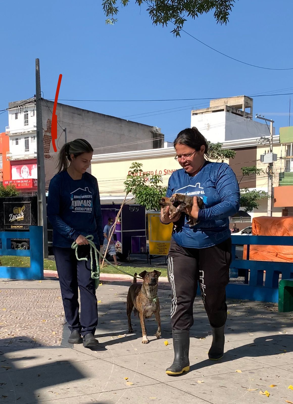 Após matéria do Patosonline, equipe do Canil Municipal faz resgate de cadela com filhotes e cuidadora se prontifica a dar lar temporário aos animais