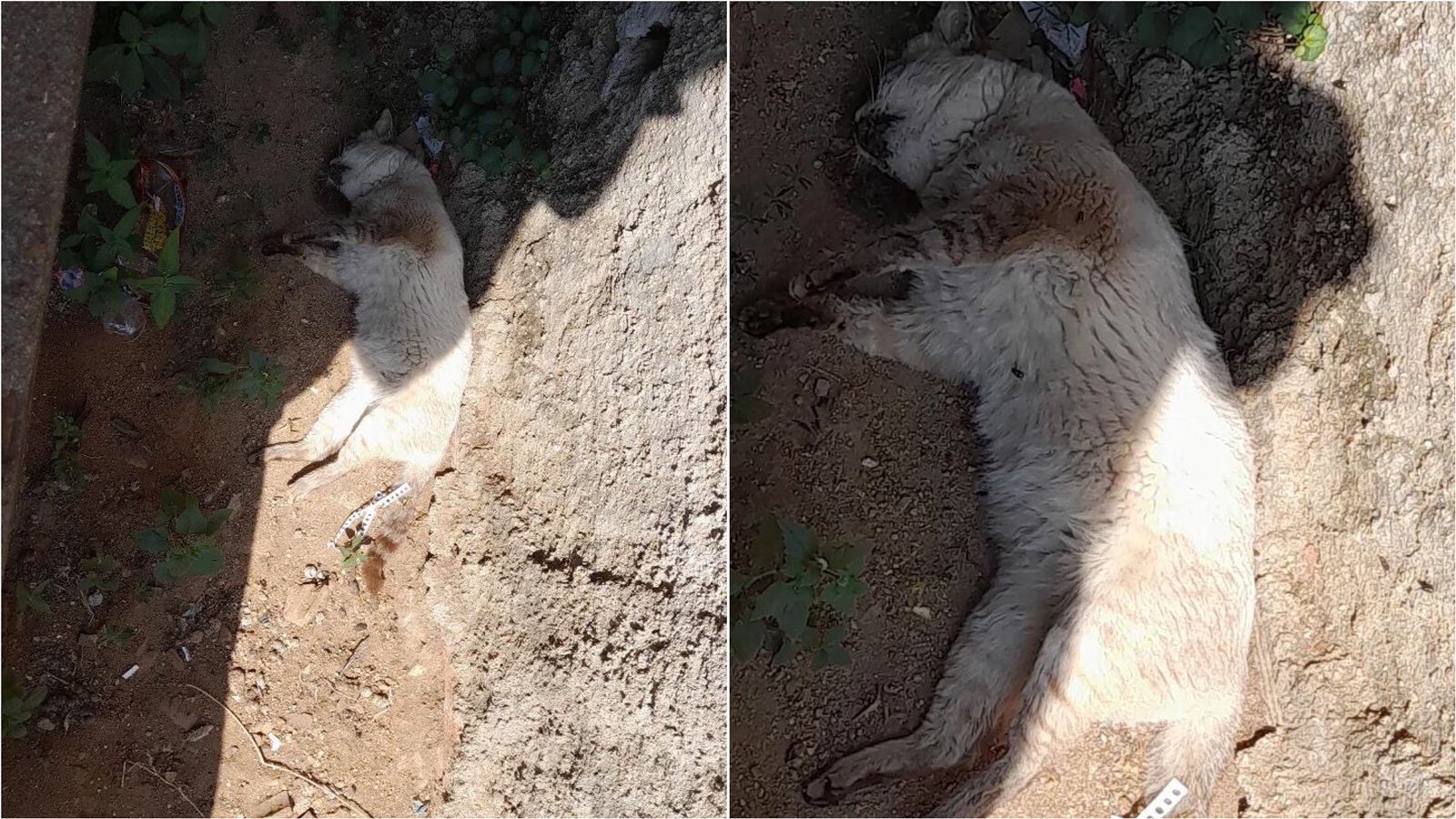 Moradora do bairro Mutirão, em Patos, denuncia envenenamento de animais na localidade