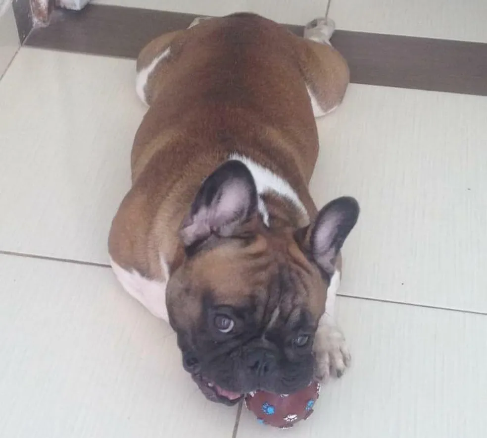 Empresa de ônibus é condenada em dano moral por morte de animal, durante viagem de Sousa para João Pessoa