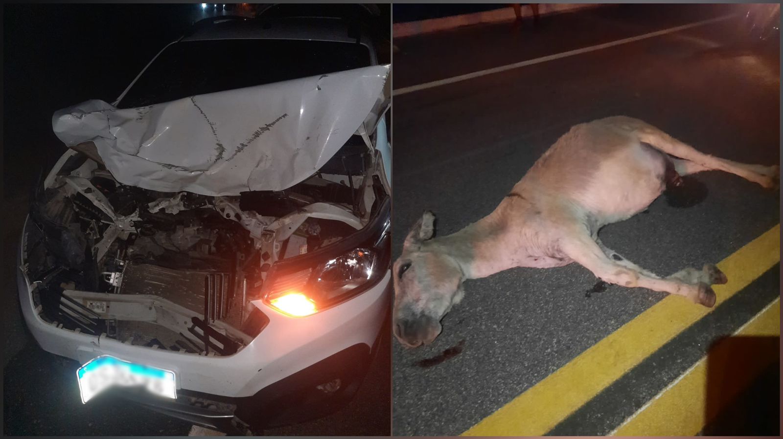 Casal de empresários escapa ileso após colisão com jumento na BR-426 no Vale do Piancó, veículo fica totalmente destruído