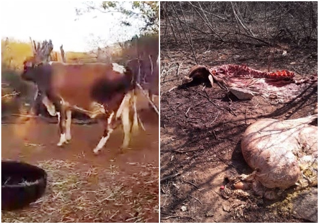 Aumenta ocorrência de furtos e matanças de gado na região de Patos; criadores estão assustados