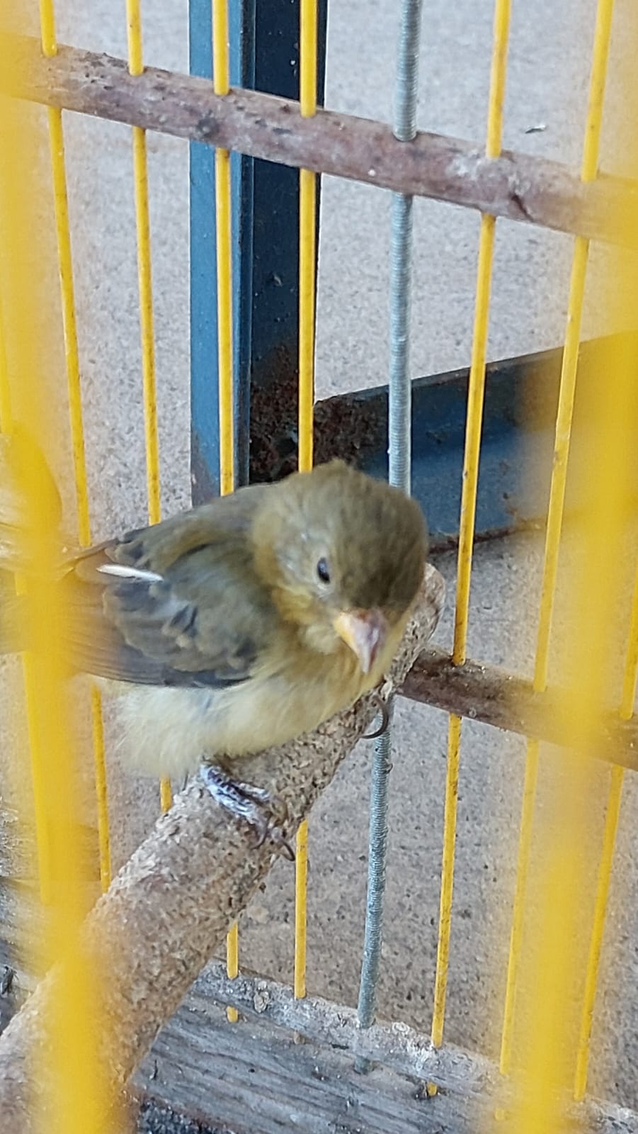 Mais oito veículos são apreendidos e uma ave silvestre é resgatada pela PRF na Paraíba