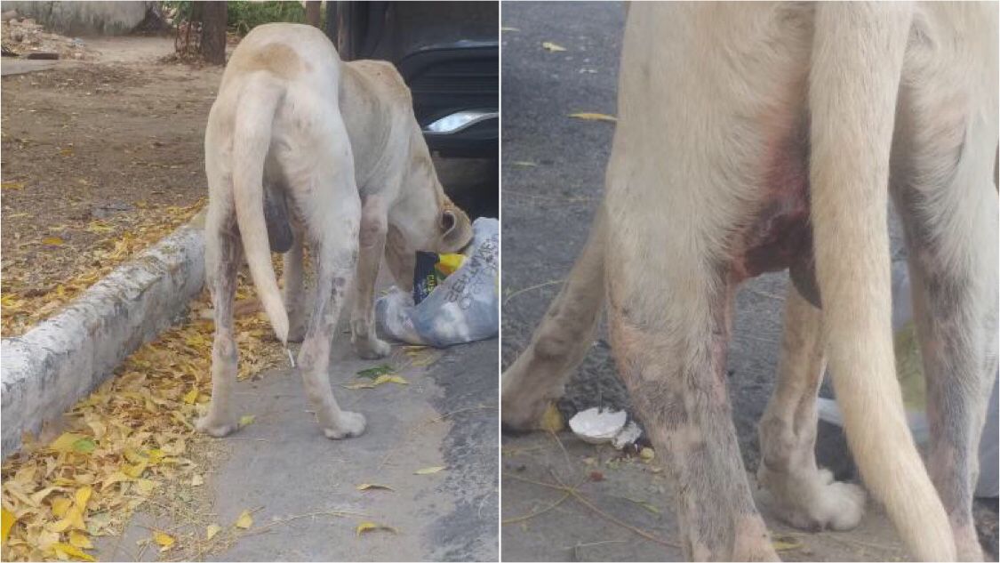 Internauta pede ajuda para resgatar cachorro de rua com ferimento na perna, no bairro Belo Horizonte, em Patos