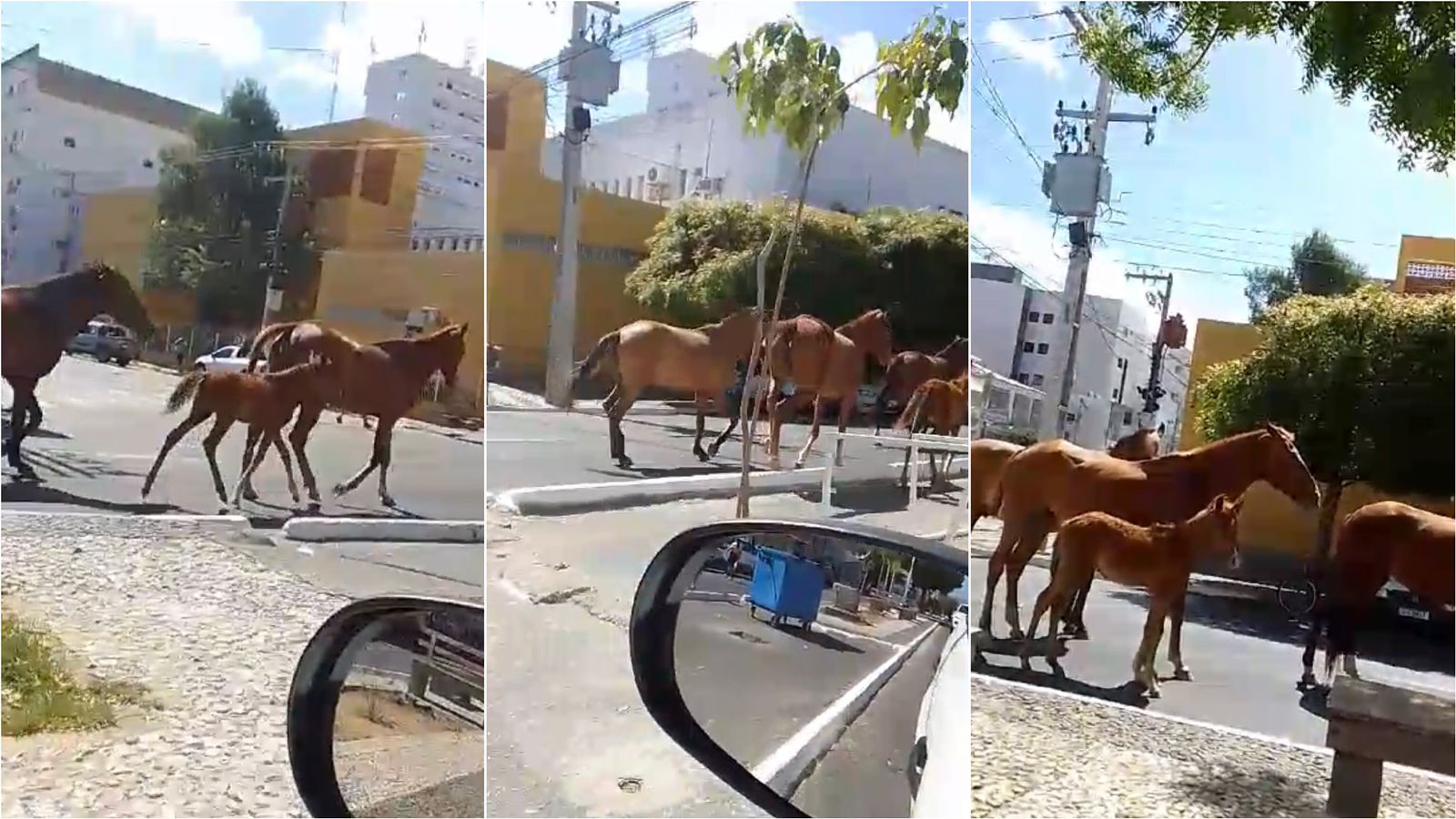 Internauta flagra cavalos soltos e caminhando ao lado de veículos na Avenida Sólon de Lucena, no Centro de Patos; veja vídeo