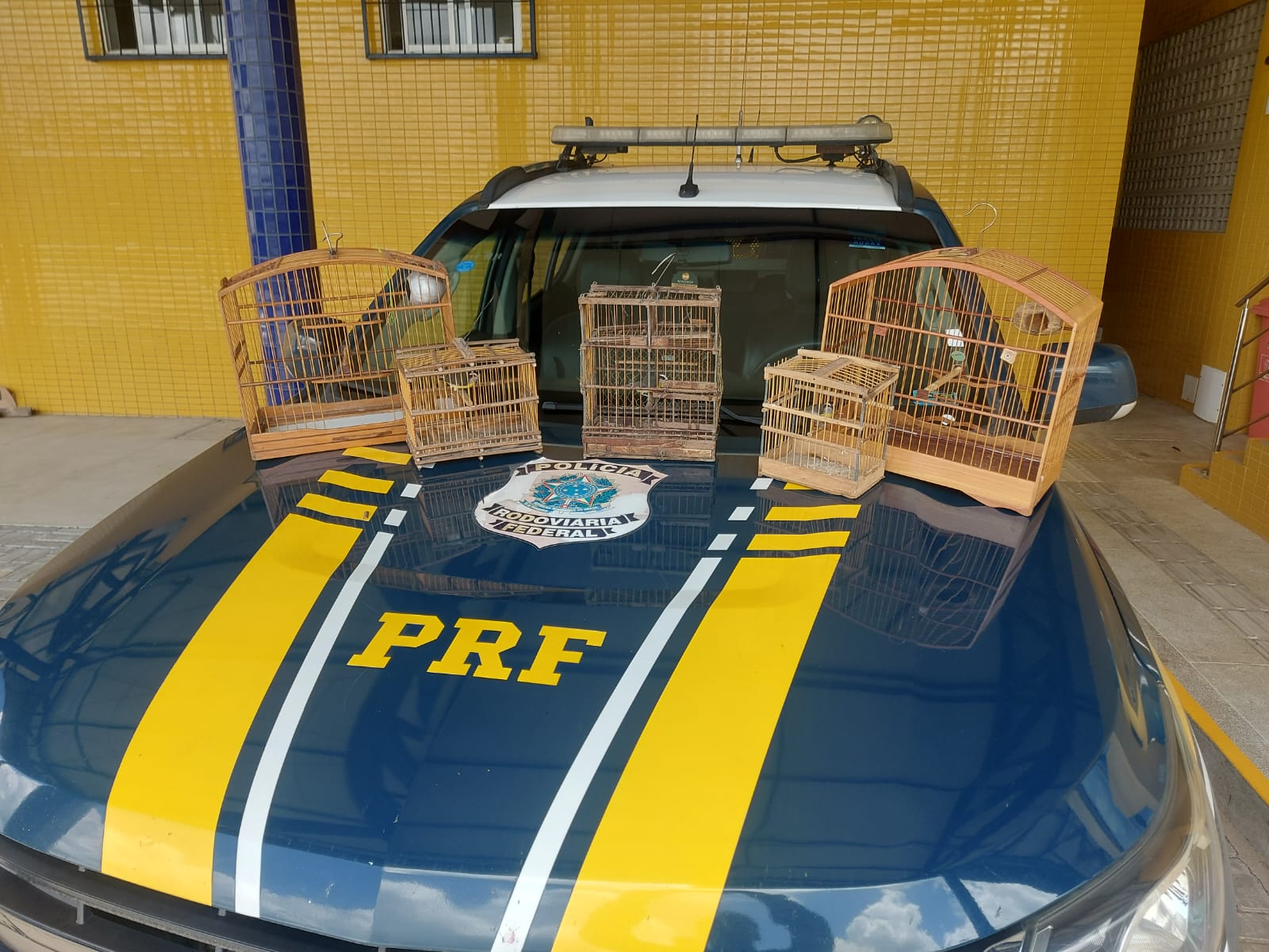 PRF na Paraíba prende seis pessoas, recupera quatro veículos e resgata três aves silvestres