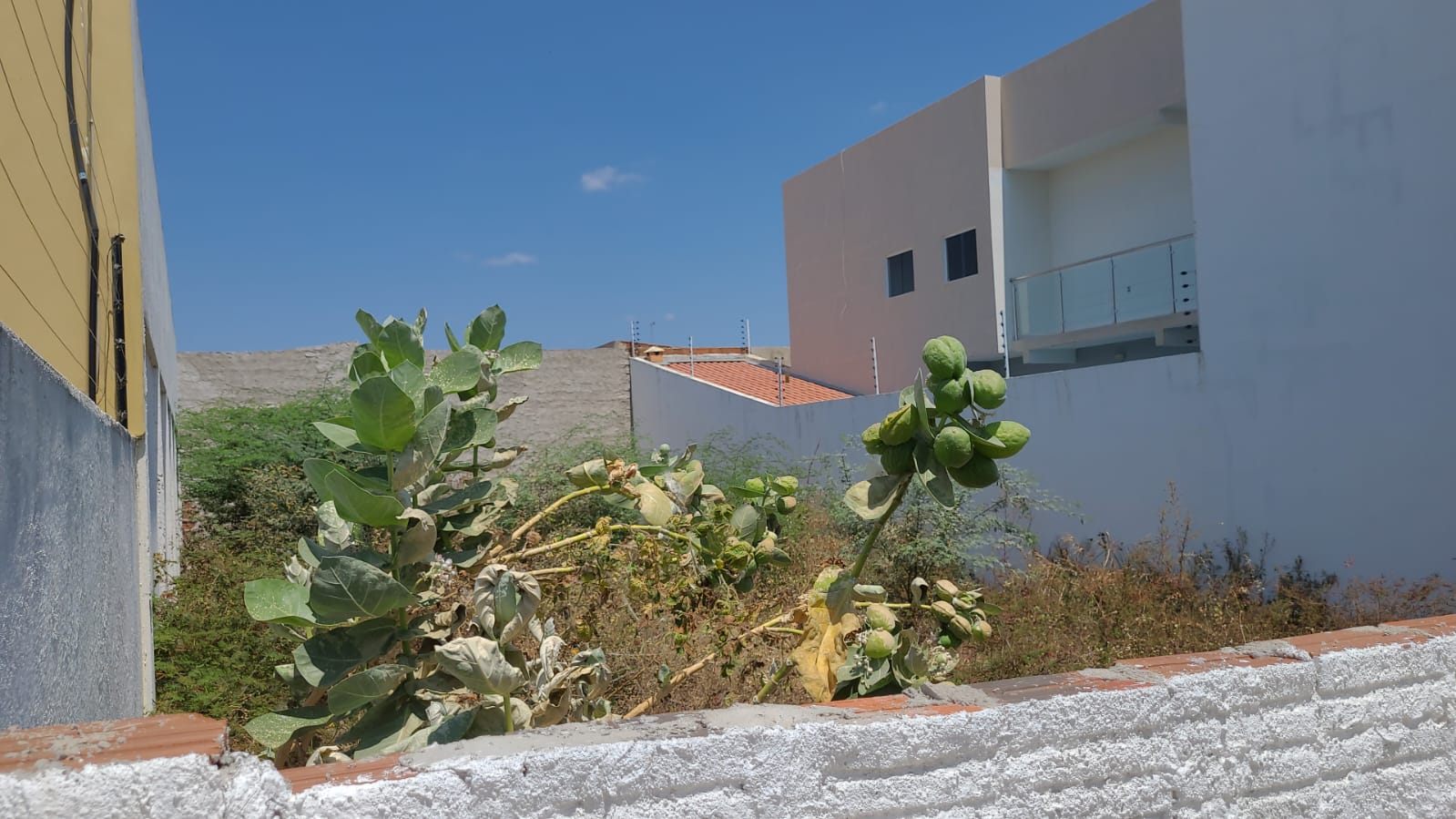 Morador da Rua José Germano, no bairro do Jatobá, cobra limpeza de terreno na localidade; Prefeitura diz que espaço é particular e não pode intervir