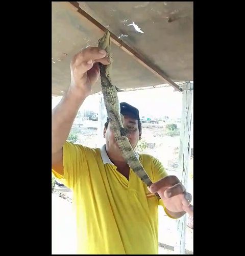 Pescador captura filhote de jacaré no Açude São Gonçalo, em Sousa, e compartilha vídeo nas redes sociais; confira