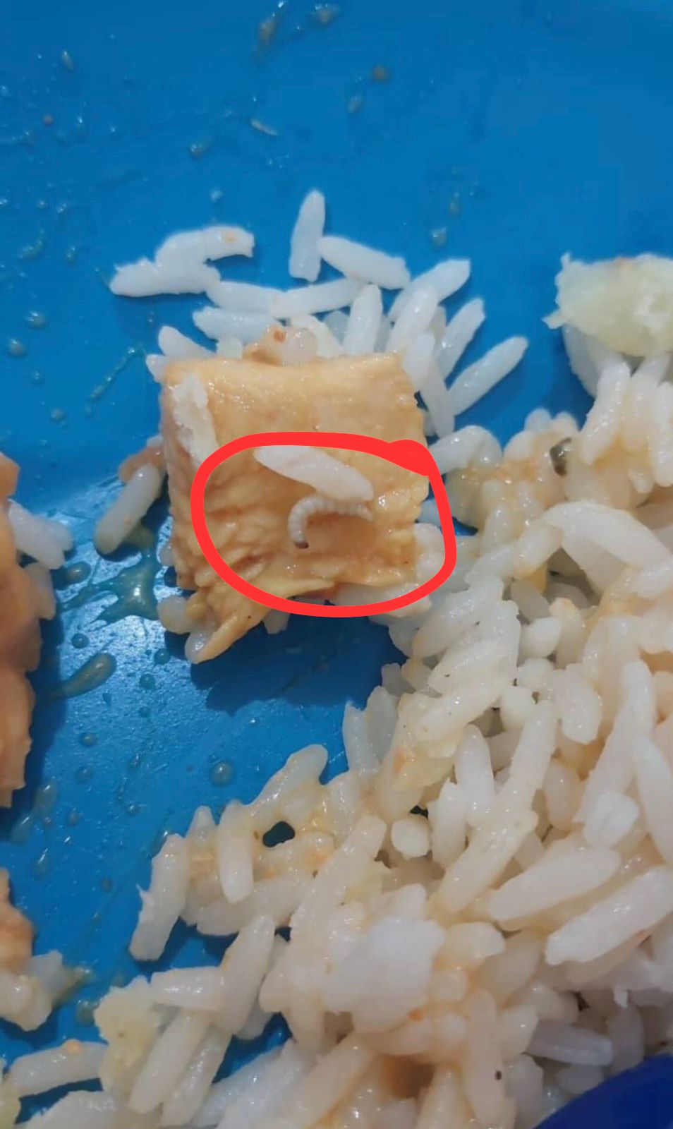 Alunos da ECI Monsenhor Manuel Vieira (CEPA), em Patos, denunciam presença de larvas em refeição fornecida