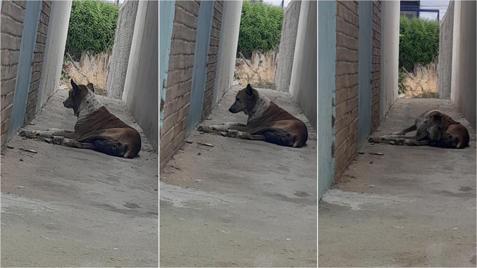 Moradora da Rua Manoel Reinaldo, no bairro Jatobá, pede ajuda para resgate de cadela de rua bastante ferida