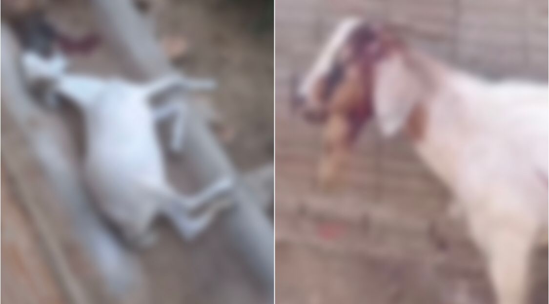 Em Coremas: idoso de 78 anos é preso suspeito de matar ovelha a pauladas e ferir bode, mas liberado pela Justiça