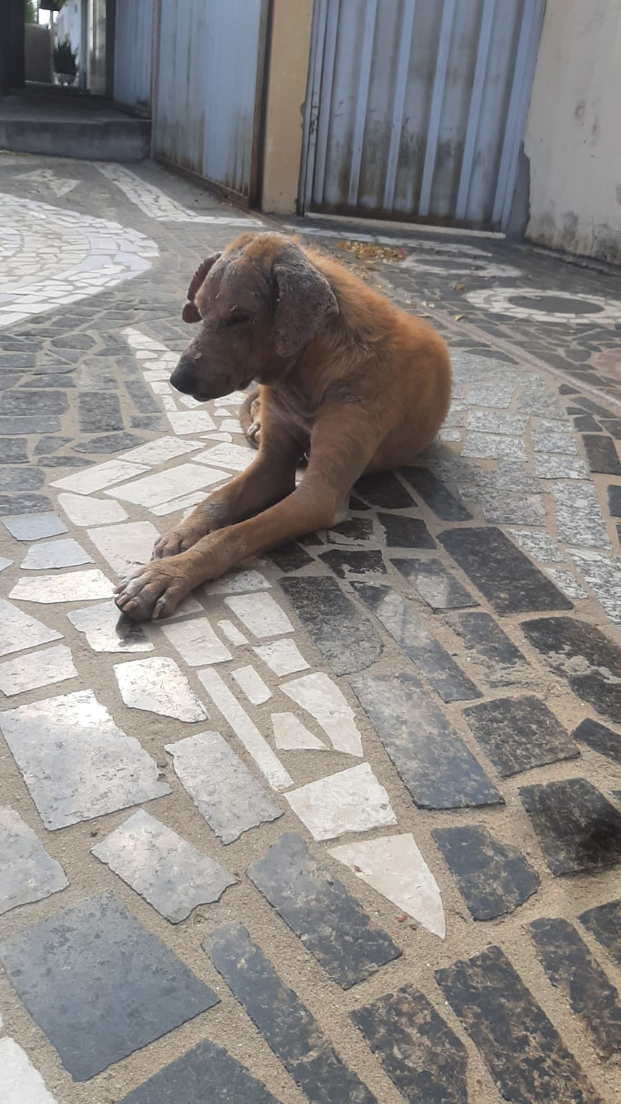Moradora do Geralda Medeiros pede ajuda para cão de rua bastante ferido e machucado