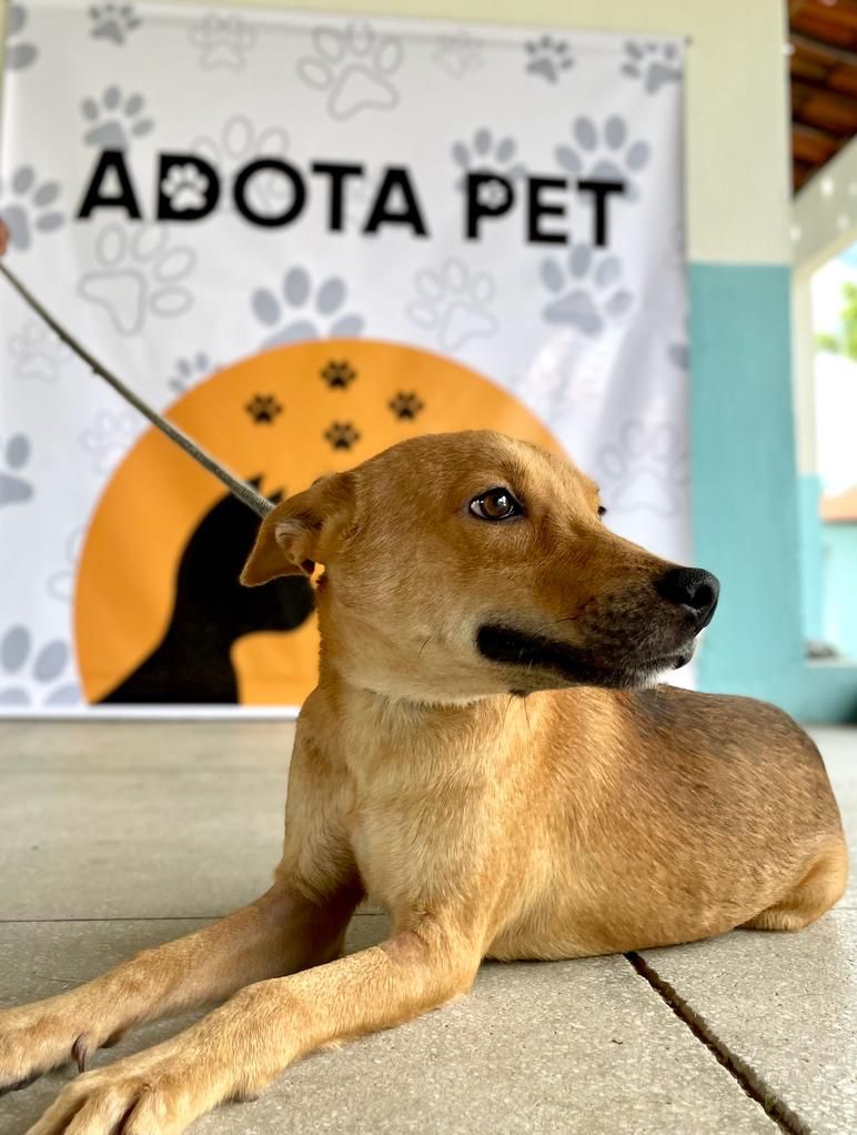 ADOTA PET: Dia Mundial dos Animais terá cães e gatos para adoção na Praça Getúlio Vargas em Patos