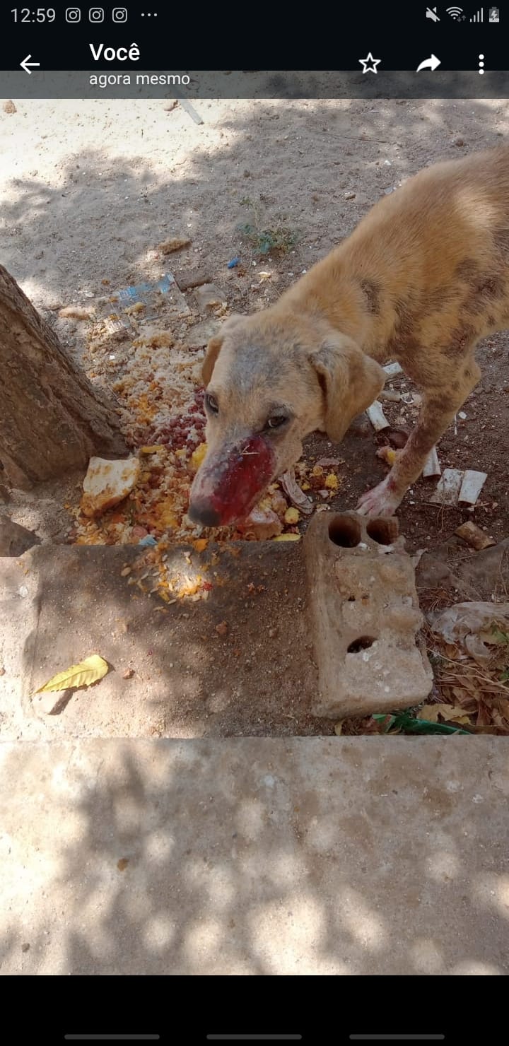 Moradora do bairro Santa Clara pede ajuda para cão de rua bastante ferido na localidade