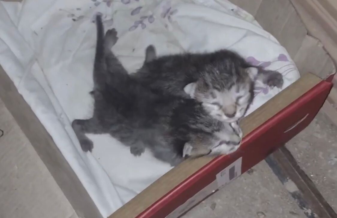 Moradora denuncia abandono de filhotes de gatos recém-nascidos, no Conjunto Geralda Medeiros, em Patos