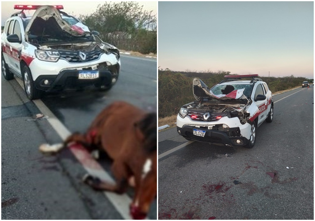 Viatura da PM colide com cavalo na BR-230, em São Mamede, na manhã desta terça (03)