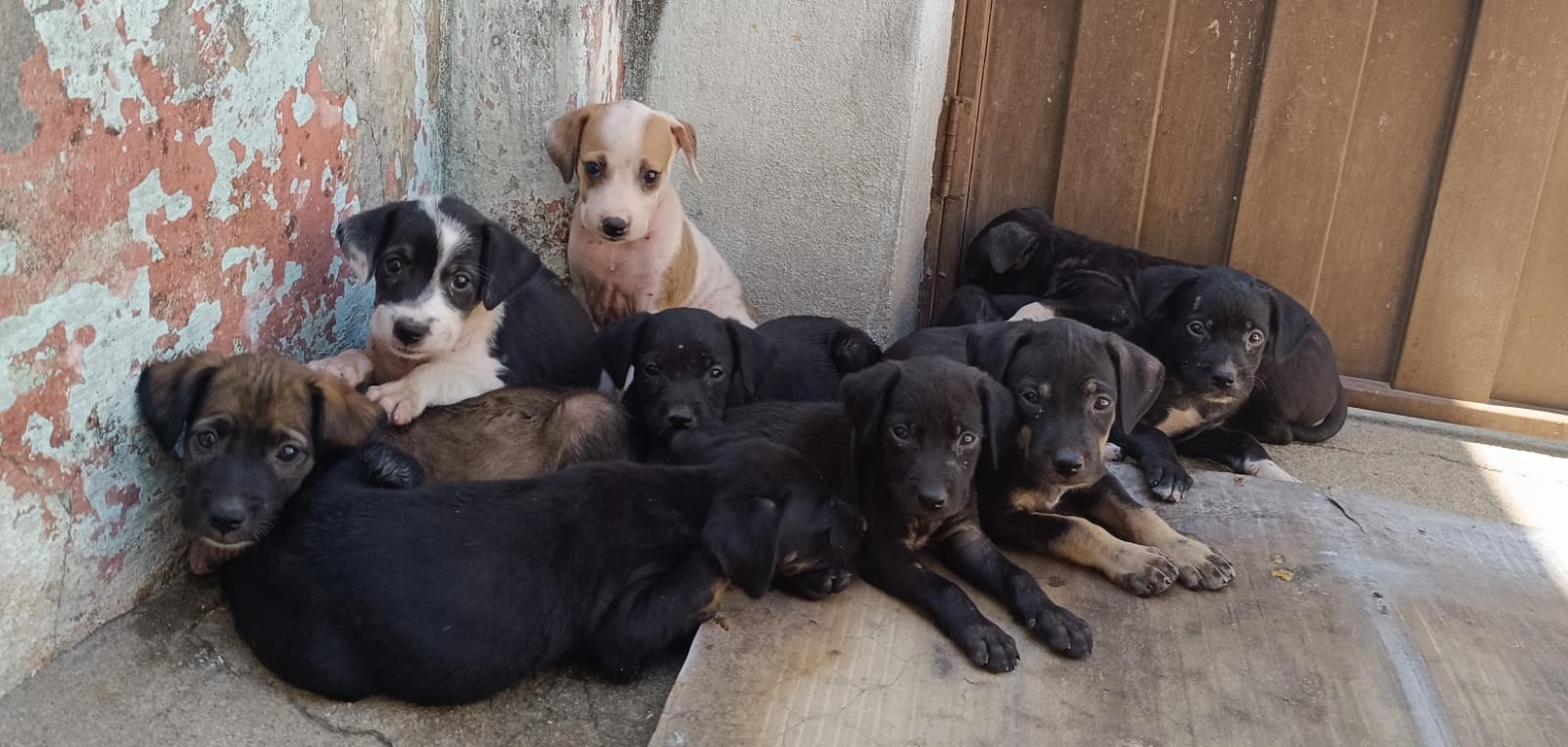 Internauta pede ajuda para adoção de filhotes de cão abandonados no Bairro Vila Cavalcanti, em Patos