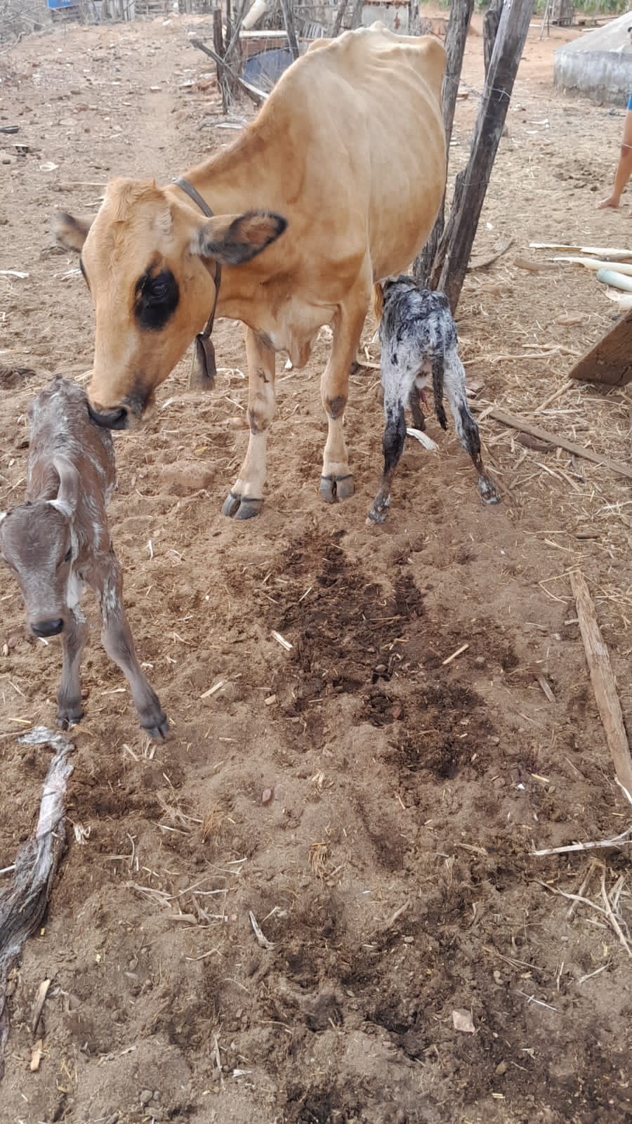 Criador de animais procura Patosonline.com e relata parto gemelar em vaca no distrito de Santa Gertrudes