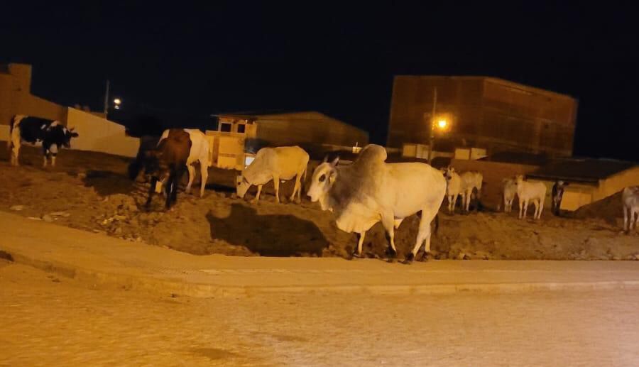 Prefeito de Itaporanga sanciona lei que prevê abatimento de animais soltos em vias públicas e distribuição de carne para creches
