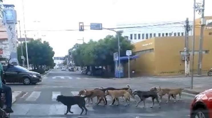 Jamerson Ferreira solicita ampliação do Canil Municipal